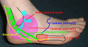 foot anatomy.jpg